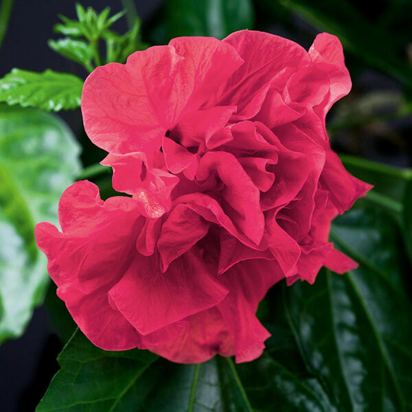 Garten-Hibiskus