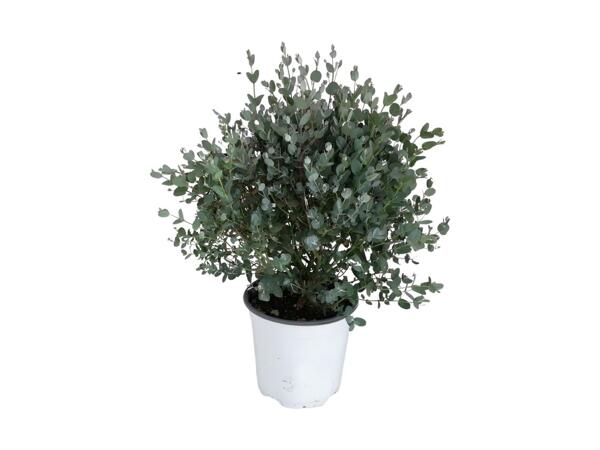 Eucalyptusbusk