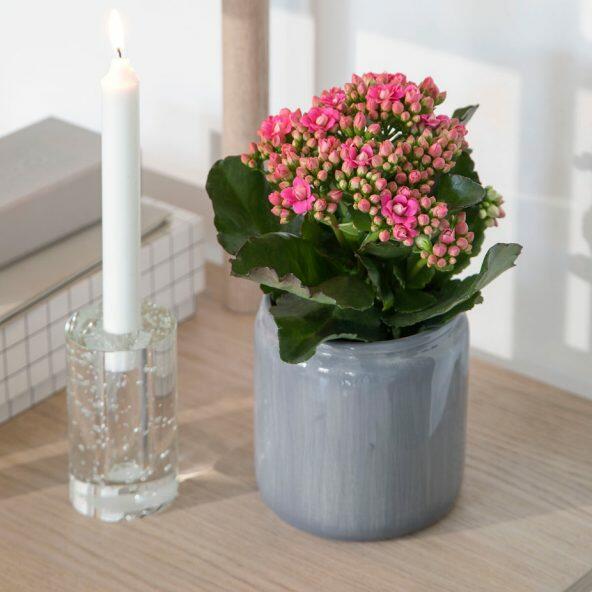 Kalanchoe