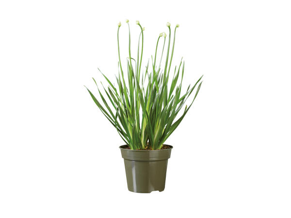 Allium "Millenium"