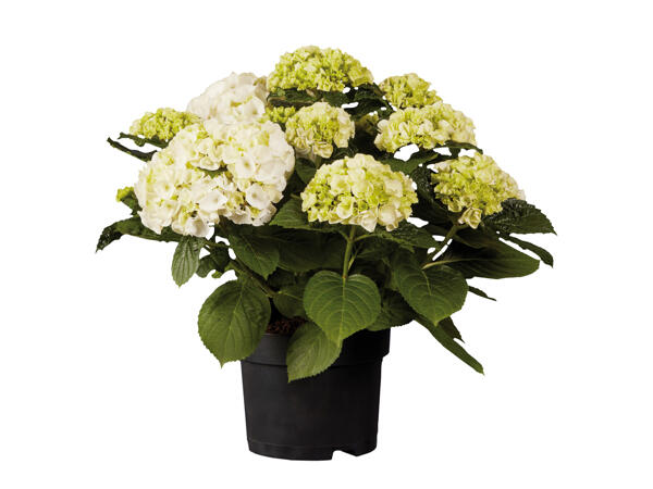 Garden Hydrangea