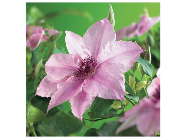 Giant Rhododendron