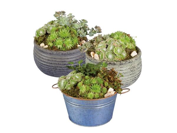 Sempervivum or Sedum
