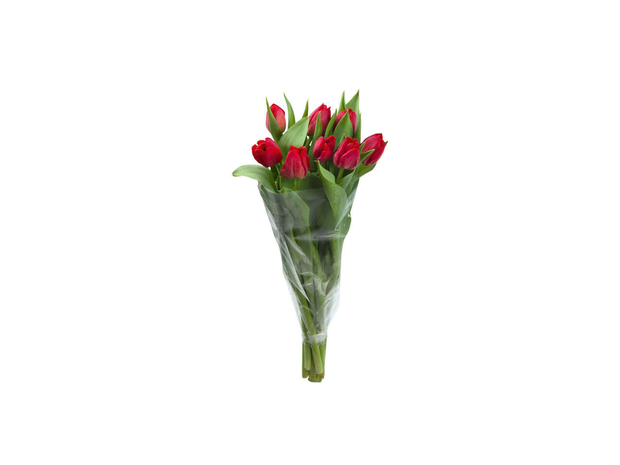 Tulipaner
