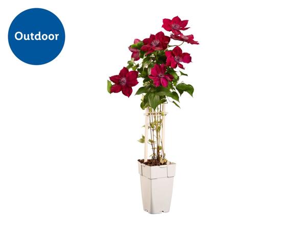 Climbers & Clematis