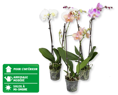 Phalaenopsis