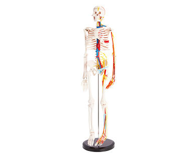 Human Skeleton Model 85cm