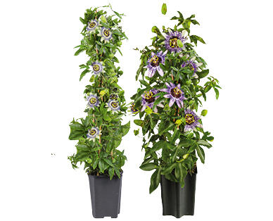 PASSIFLORA A FORMA PIRAMIDALE