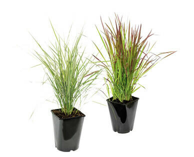 ERBE ORNAMENTALI RESISTENTI ALLE BASSE TEMPERATURE
