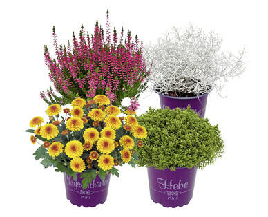 PLANTES AUTOMNALES