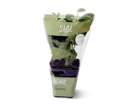 Potted Herbs Assortment