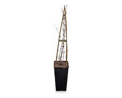 GARDENLINE Bienenfreundliche Kletterpflanze