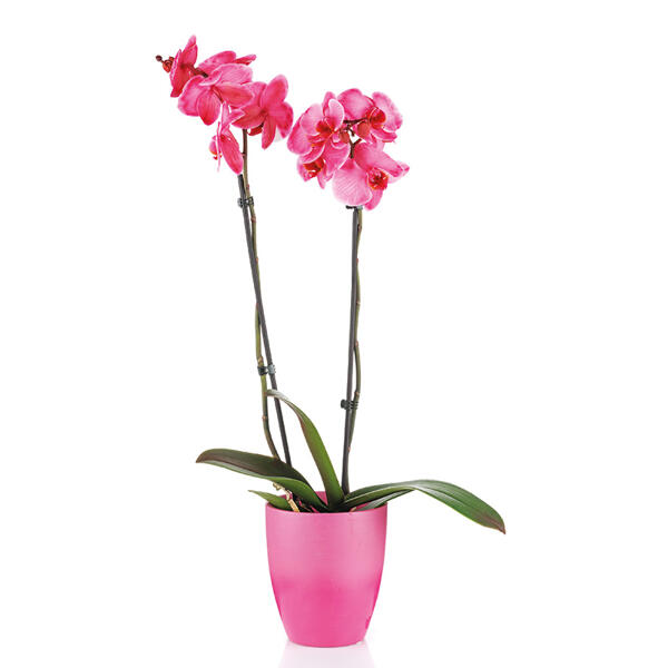 "Wonder Mix" Orchidee