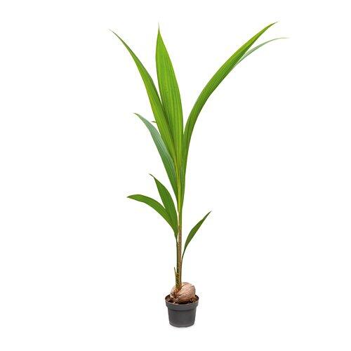 Kokospalme