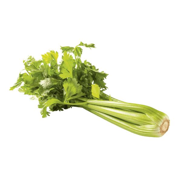 Céleri vert