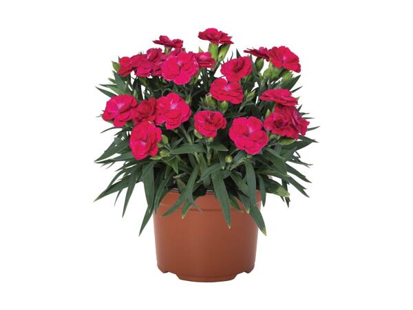 Dianthus Peman