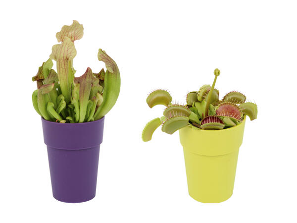 Kødædende plante