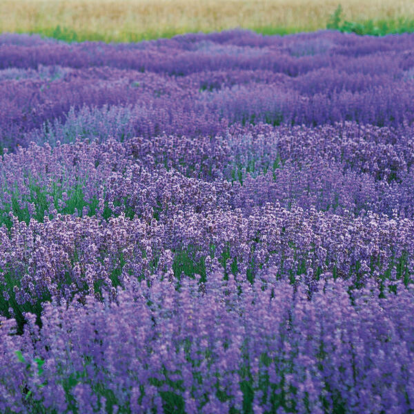 Lavendel