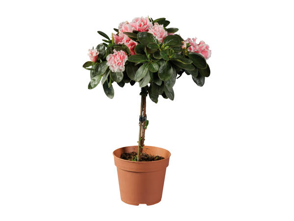 Standard Azalea