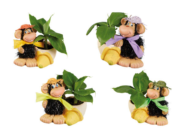 Bananier en pot de céramique avec singe