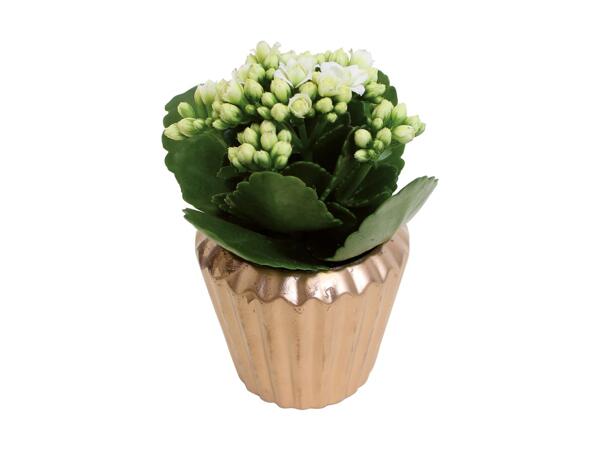 Kalanchoe in Ceramic Pot