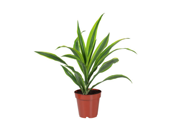 Grøn plantemix