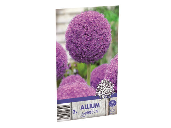 Allium Bulbs
