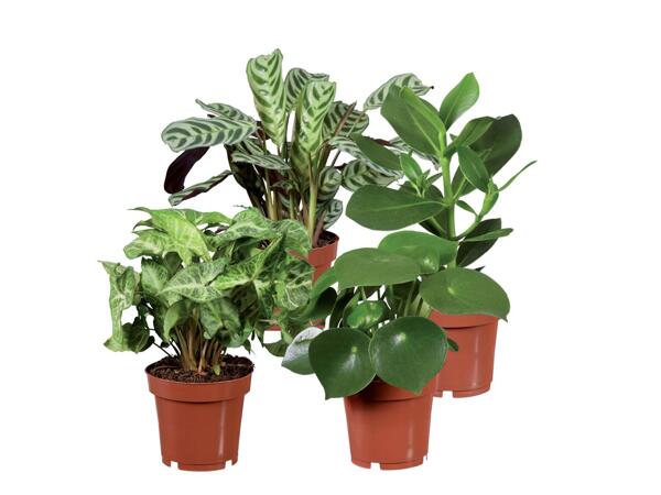 Green Plants