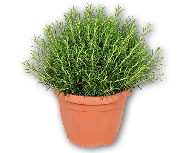 Rosmarino XXL