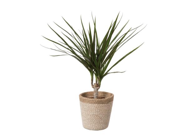 Green Plants In Jute Pots