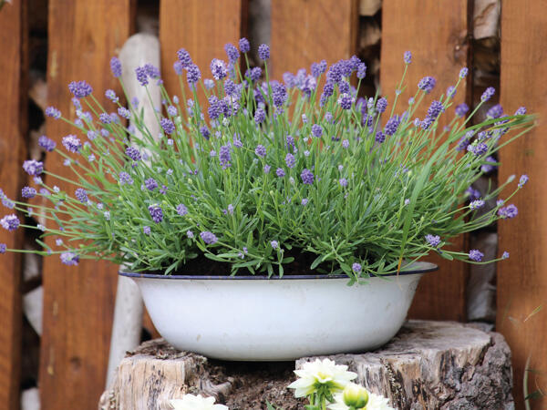 Lavendel