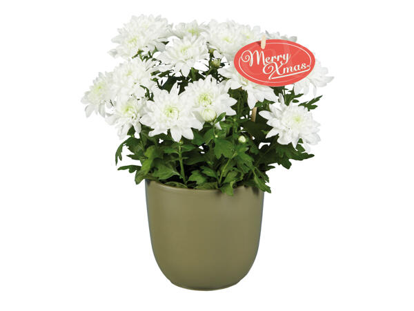 Chrysanthème " Elle Fleur " X-mas