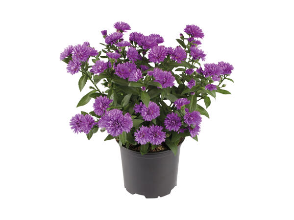 Asters