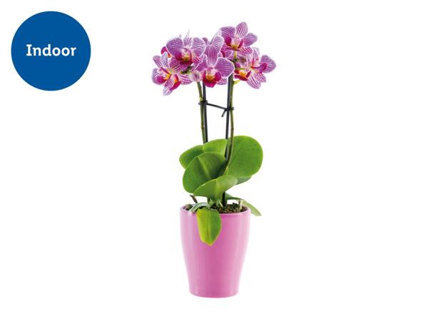 Mini Orchid in Ceramic Pot