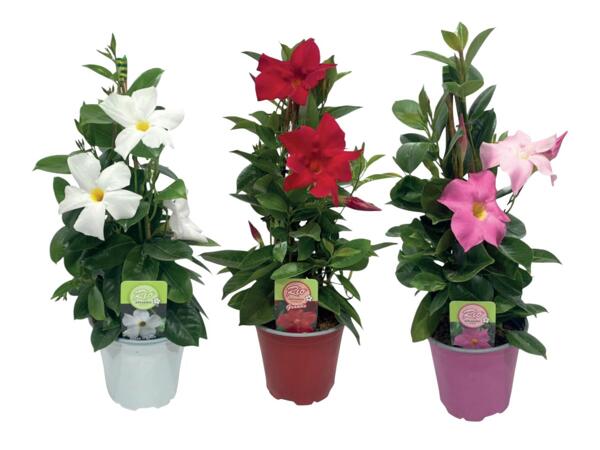 Dipladenia