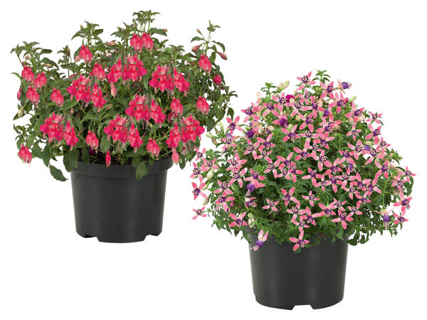 Fuchsien
