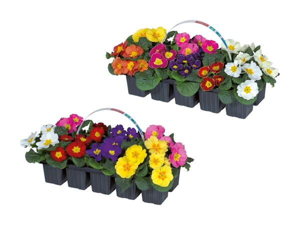 Mélange de primevères acaules