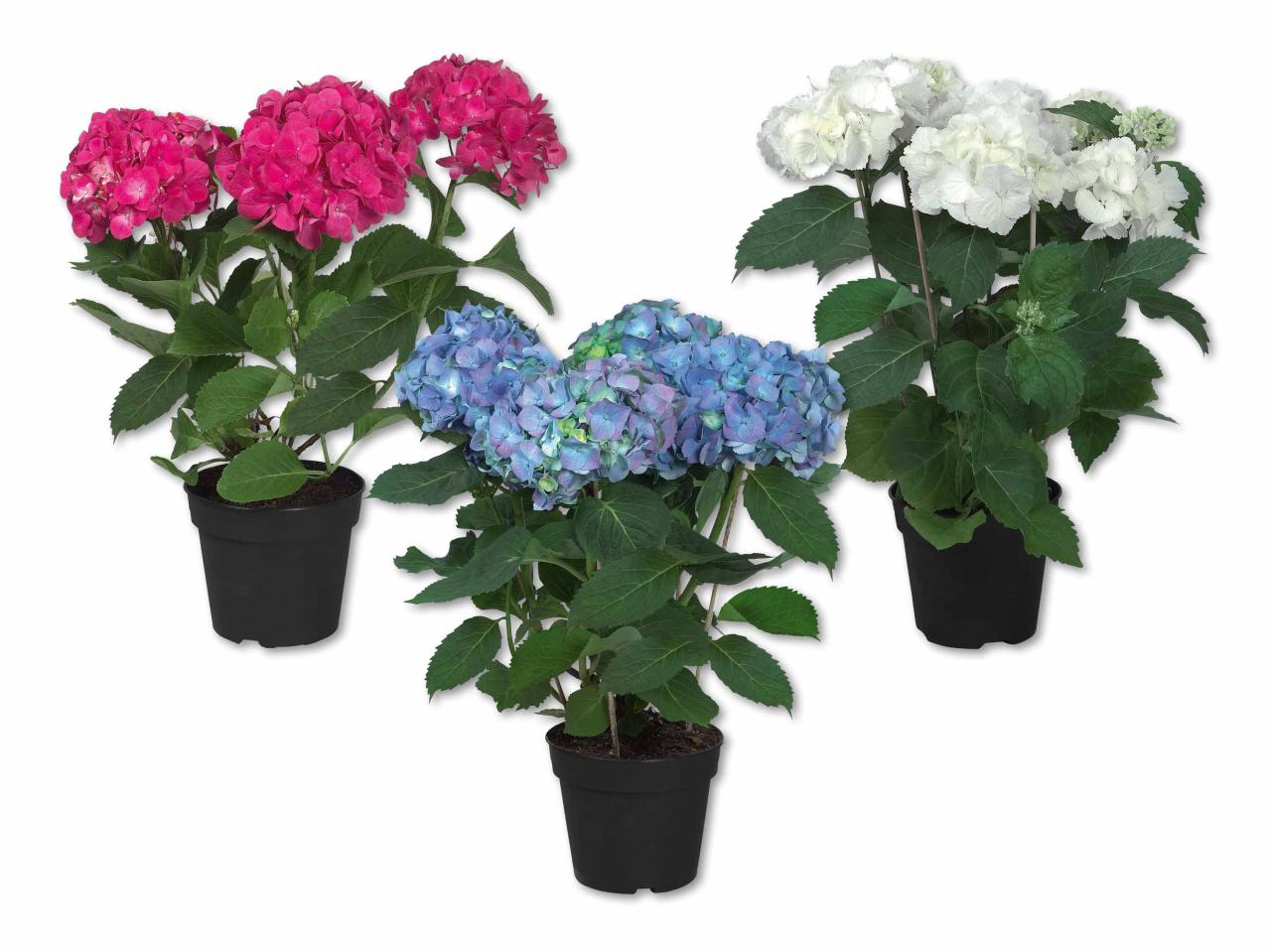 Hortensias