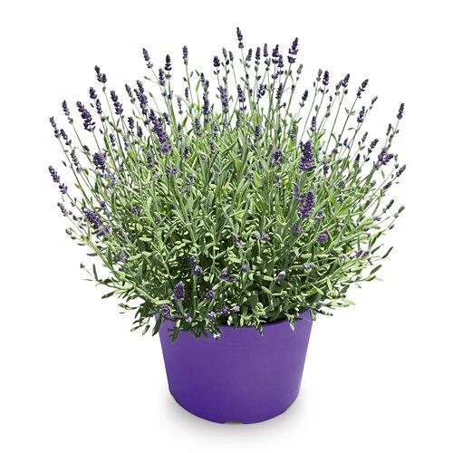 White and Violet Garden*