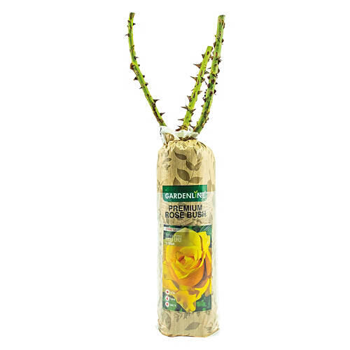 Premium Rose Bush - Assorted Varieties