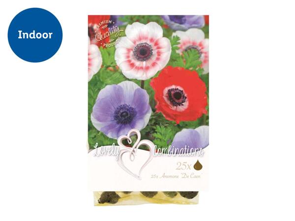 Bulbs 'Lovely Combinations'