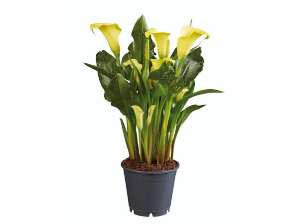 Assortiment de callas