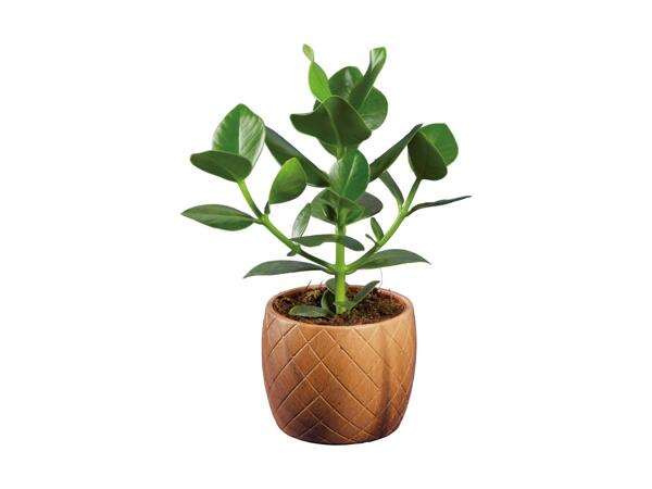 Grøn plante i skjuler