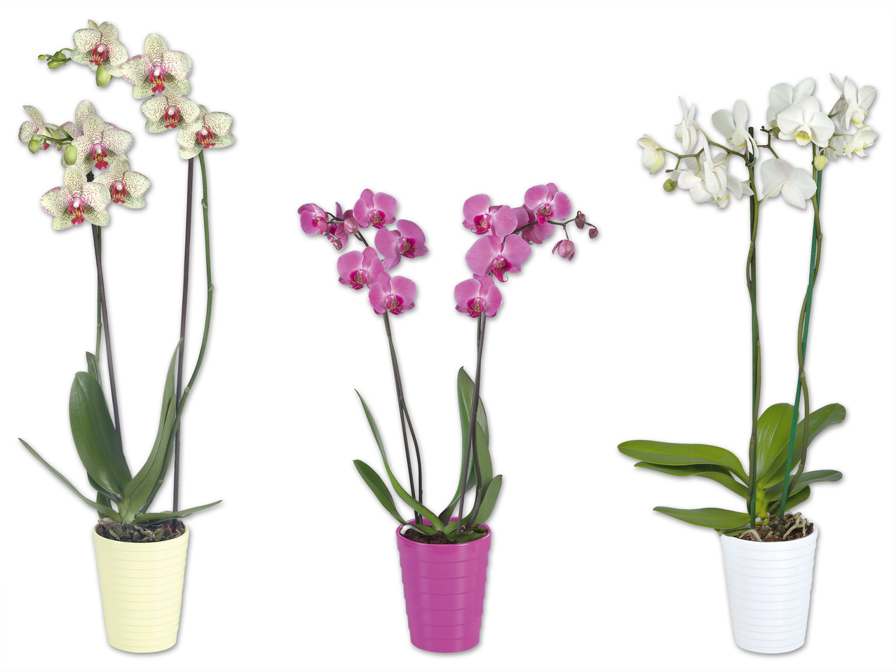 Phalaenopsis 2-Stieler im Rollentopf