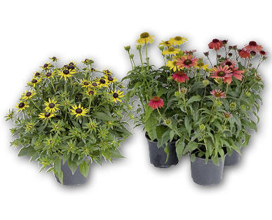 Echinacea/Rudbeckia