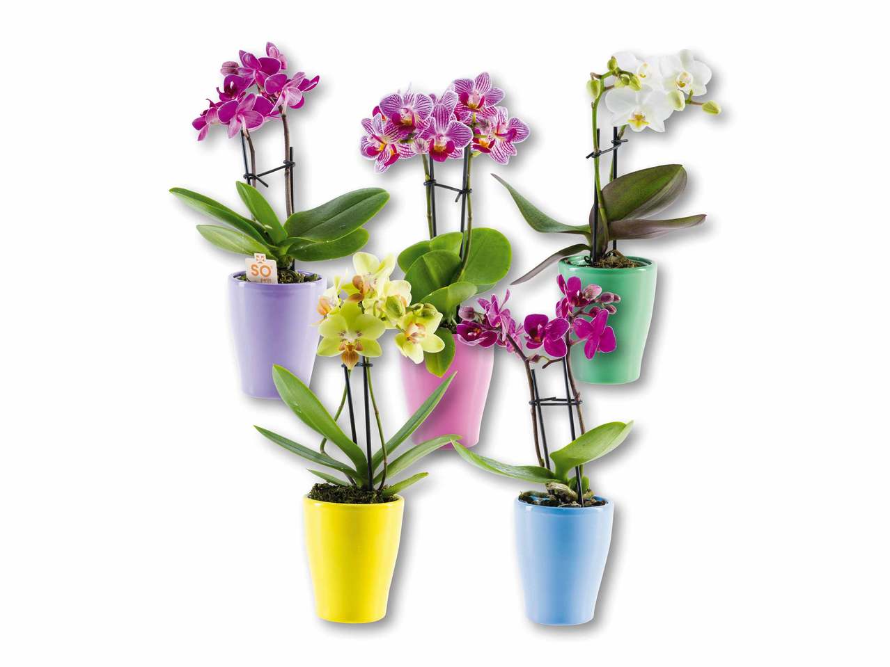 Mini-phalenopsis in vaso di ceramica