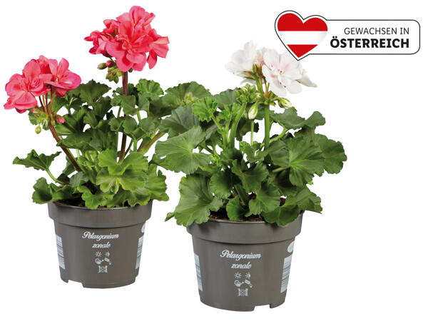 Pelargonie stehend