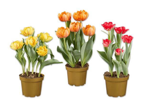 Tulpen