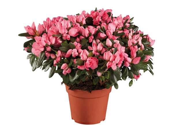 Azalea
