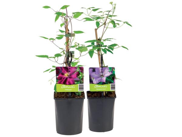 Mix of climbing plants